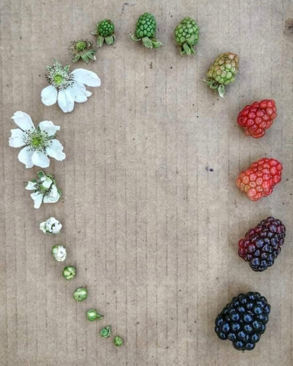 The growing cycle of a blackberry, from bud to fruit, arranged in a circular pattern on a textured surface